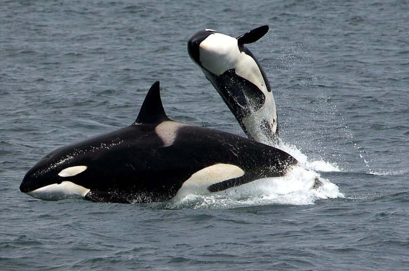 día mundial de las orcas 14 julio