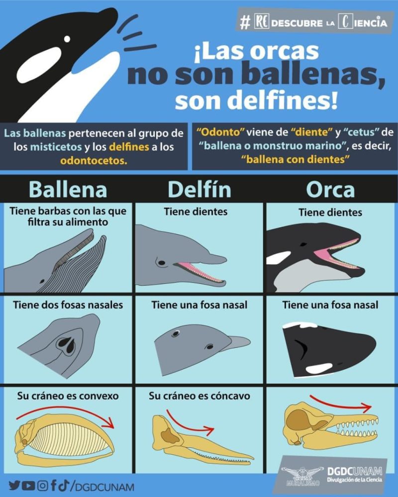 esquema orcas son delfines no ballenas