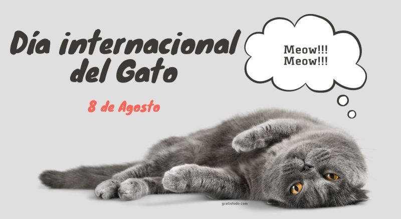 celebra el dia internacional del gato