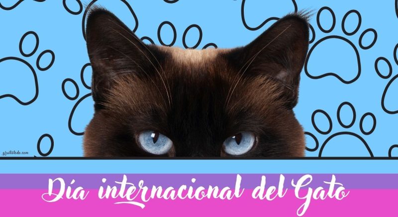 dia internacional del gato 8 agosto